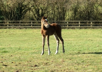 2015 filly by Camelot